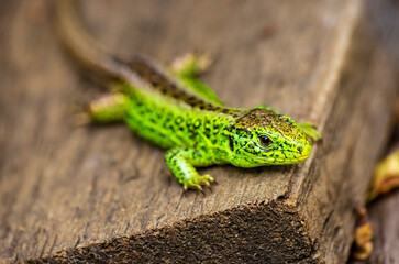 Sand Lizard, Lacerta agilis