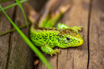 Zauneidechse, Lacerta agilis