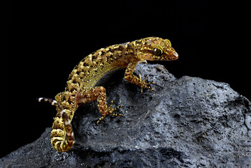 Fototapeta premium The muria rock gecko on a rock