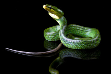 The red-tailed racer on a black background