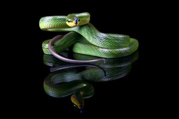 The red-tailed racer on a black background