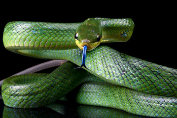 The red-tailed racer on a black background