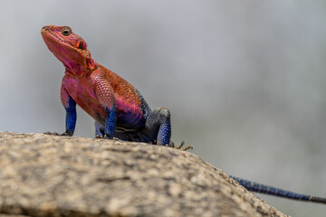 lizard basking in the sun in serengeti national park