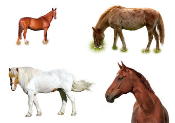 Collection of isolated horses without background in one image. Can be inserted to some photo manipulations of field backgrounds
