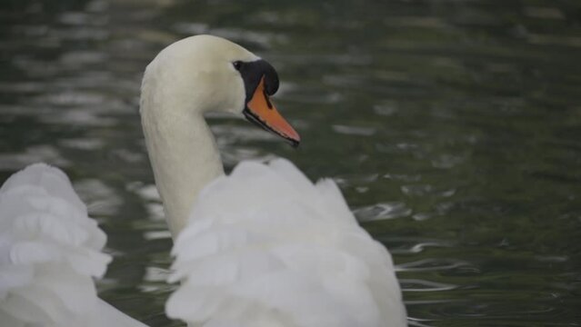 Swans swimming in the lake. Close up footage of white swans swimming in the lake. HLG Bt.2020 ungraded. Slow motion