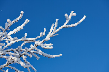 Twigs covered with ice and snow