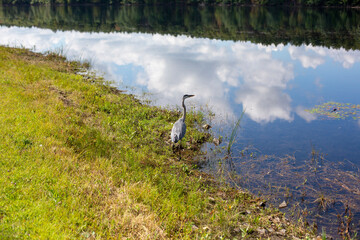 heron gazing over the lake