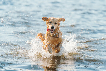 Golden retriever dog playing in the water