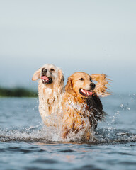 Golden retriever dog playing in the water