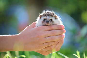 Human hands holding little african hedgehog pet outdoors on summer day. Keeping domestic animals and caring for pets concept