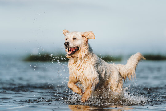 Golden retriever dog playing in the water