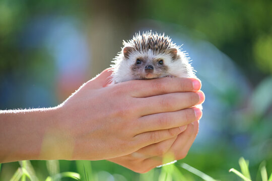 Human Hands Holding Little African Hedgehog Pet Outdoors On Summer Day. Keeping Domestic Animals And Caring For Pets Concept