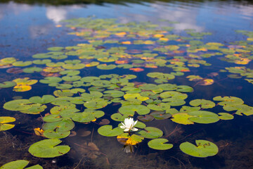 Flower blooming among the lily pads
