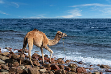 Camel near Red sea in Abu Galum national park, Egypt