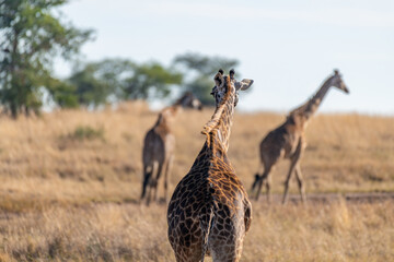 wild giraffes in Serengeti National Park in the heart of Africa