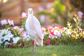 White cattle egret wild bird, also known as Bubulcus ibis walking on green lawn in summer