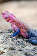 lizard basking in the sun in serengeti national park