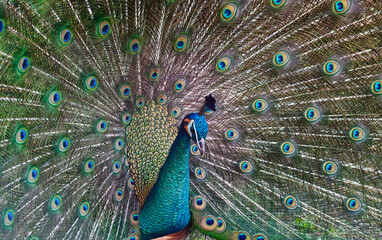 Obraz premium Closeup of Peacock raising the colorful tail feathers