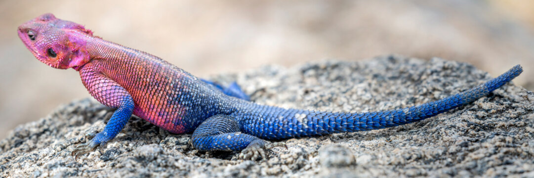 lizard basking in the sun in serengeti national park