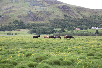 horses on a field