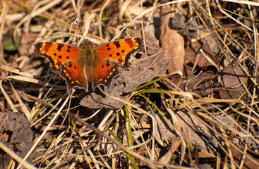Autumn Butterfly