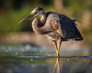 Adult Great blue heron (ardea herodias) wading in shallow pond Colorado, USA