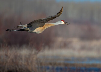 Sandhill Crane flight