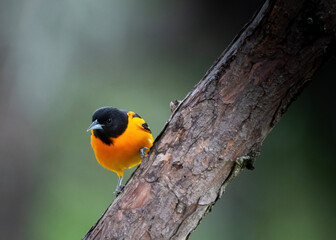 The Baltimore Oriole