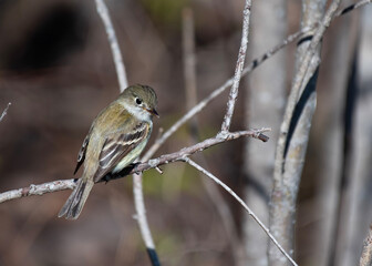 Yellow-bellied Flycatcher