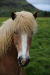 Brown Horse with white nose 