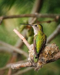 Female Broad-tailed humming (selasphorus platycercus) perched on her nest Colorado, USA