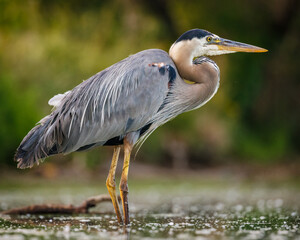 Adult Great blue heron (ardea herodias) wading in shallow pond Colorado, USA