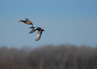 Northern Shovelers flight