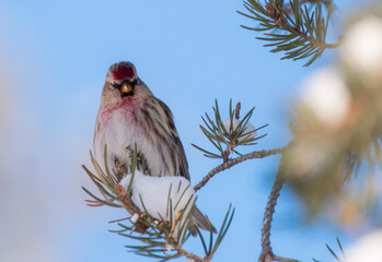 Redpoll stare down