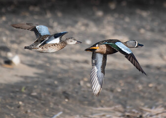 The Blue-winged teals