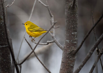 The Yellow Warbler