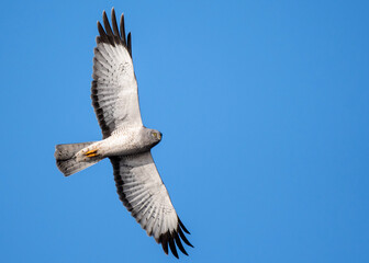 Northern Harrier