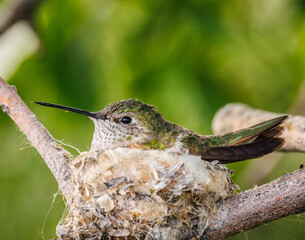 Female Broad-tailed humming (selasphorus platycercus) incubating eggs her nest Colorado, USA © Michael