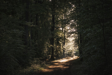 Morning sun shining on a trail in the forest