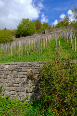 Der Wengert ein alter Weinberg in der Weinlage Pf&uuml;lben beim Winzerort Randersacker am Main bei W&uuml;rzburg, Landkreis W&uuml;rzburg, Unterfanken, Bayern, Deutschland