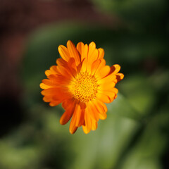 Close up of a calendula flower