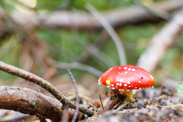 Fly amanita growing in the forest