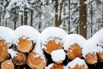Snow covered logs