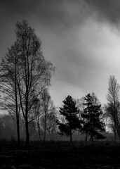 Fototapeta na wymiar Stare drzewa, mroczne kolory, czarne chmury
