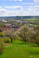 Fototapeta na wymiar Blühende Streuobstwiese im Frühjahr