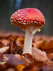 Poisonous mushroom Amanita muscaria in the beech forest.