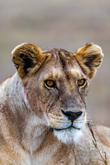 Wild lioness in the Serengeti National Park in the heart of Africa