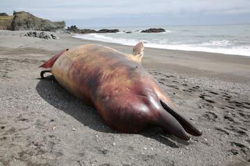 dead dolphin on the beach © Jamila