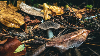 Mushroom leaves hidden macro