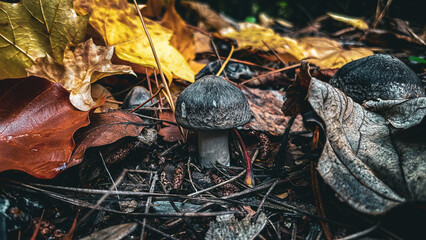 Mushroom bell leaves autumn